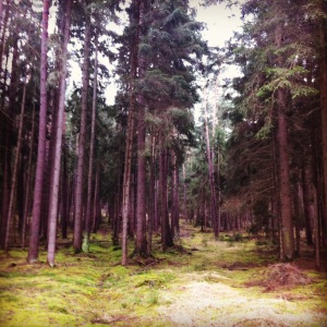 der Wald in Hessdorf